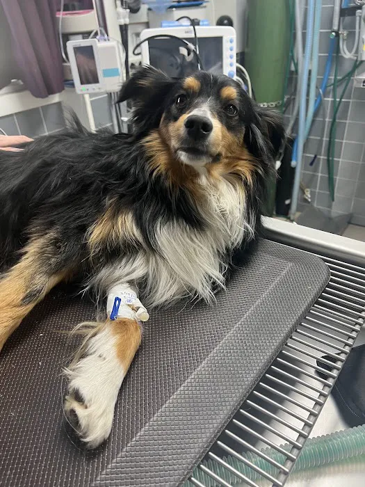 Mountain Parks Veterinary Hospital Picture 3