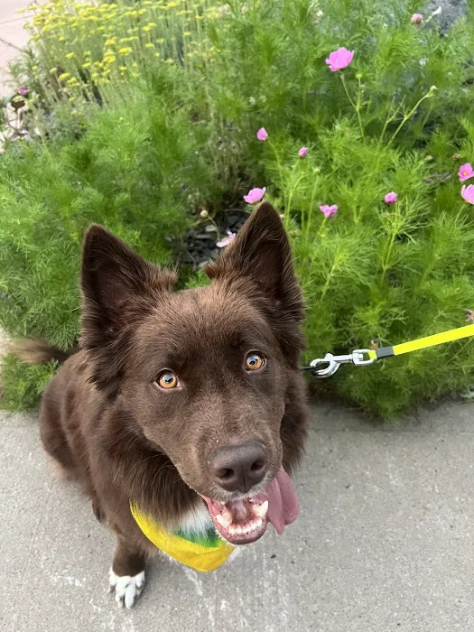 Peace for Paws Mobile Euthanasia LLC Picture 2