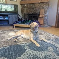 Aspen Park Vet Hospital ico