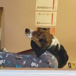 Clear Creek Vet Clinic