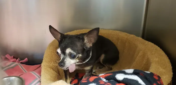 Parker Center Animal Clinic Picture 6