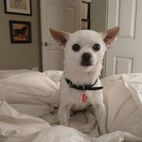 Banfield Pet Hospital ico