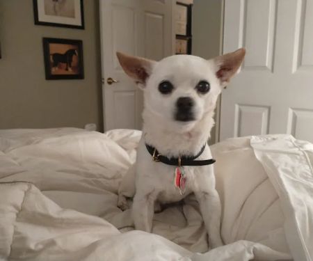 Banfield Pet Hospital
