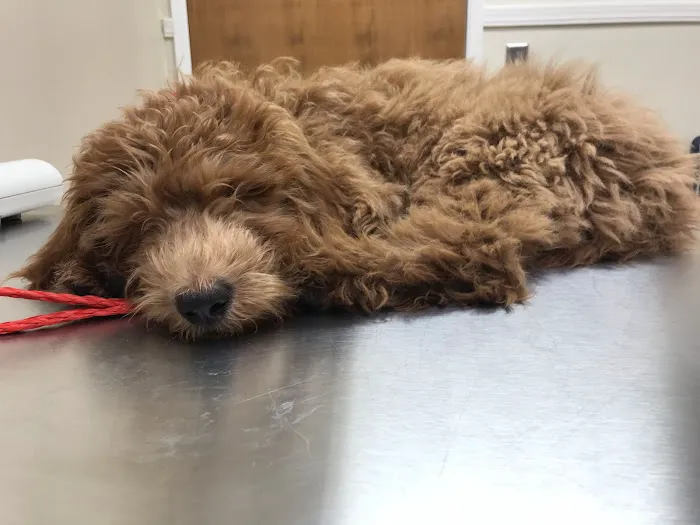 Redwood Veterinary Hospital Picture 10
