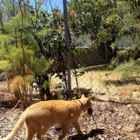Animal Advocates Veterinary Hospital ico