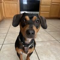 Vetco Vaccination Clinic ico