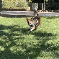 Pets at Peace ico