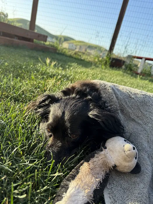 Pets at Peace Picture 2