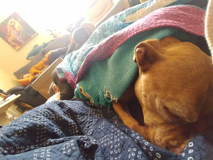Pets at Peace Picture 4
