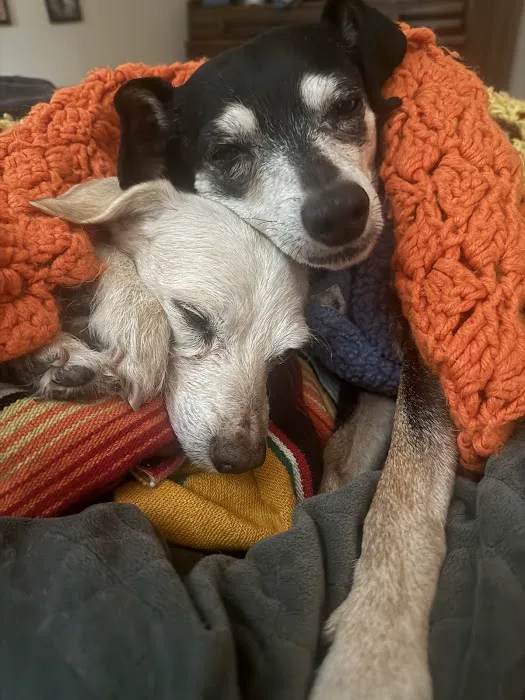Pets at Peace Picture 7
