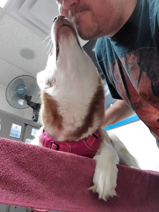 Cornerstone Animal Clinic PLLC Picture 3