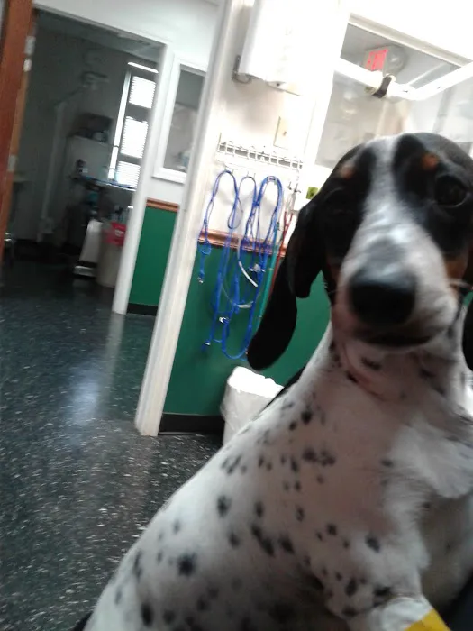 Cornerstone Animal Clinic PLLC Picture 7