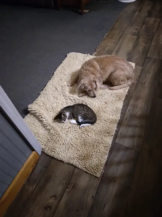 Midway Veterinary Clinic Picture 4