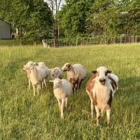 Midway Veterinary Clinic: Jarrod Goff DVM ico