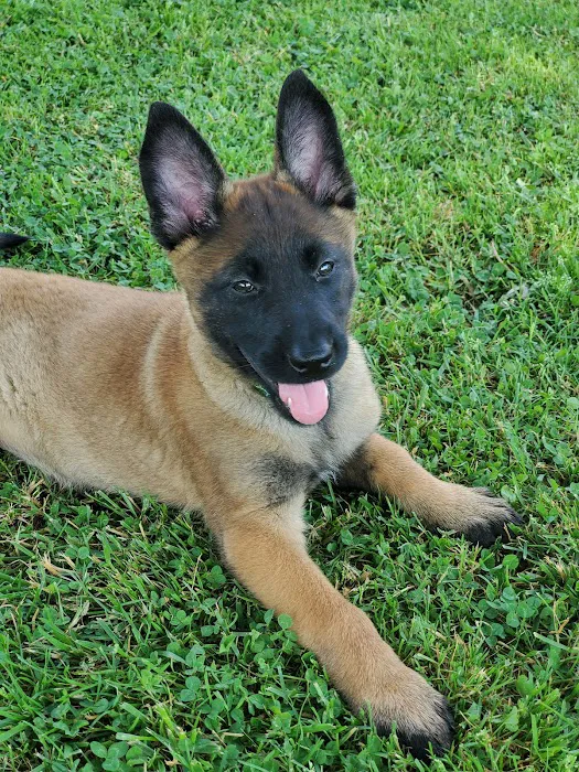 Vine Grove Veterinary Hospital Picture 9