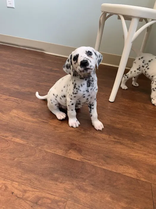 Vine Grove Veterinary Hospital Picture 8