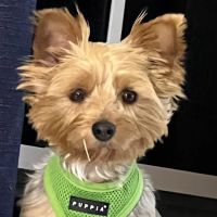 Fort Knox Veterinary Treatment Facility ico