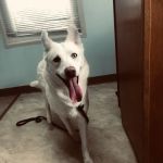 Sylvan Lake Animal Clinic
