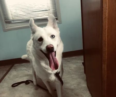 Sylvan Lake Animal Clinic