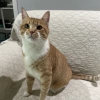 Countryside Animal Clinic ico