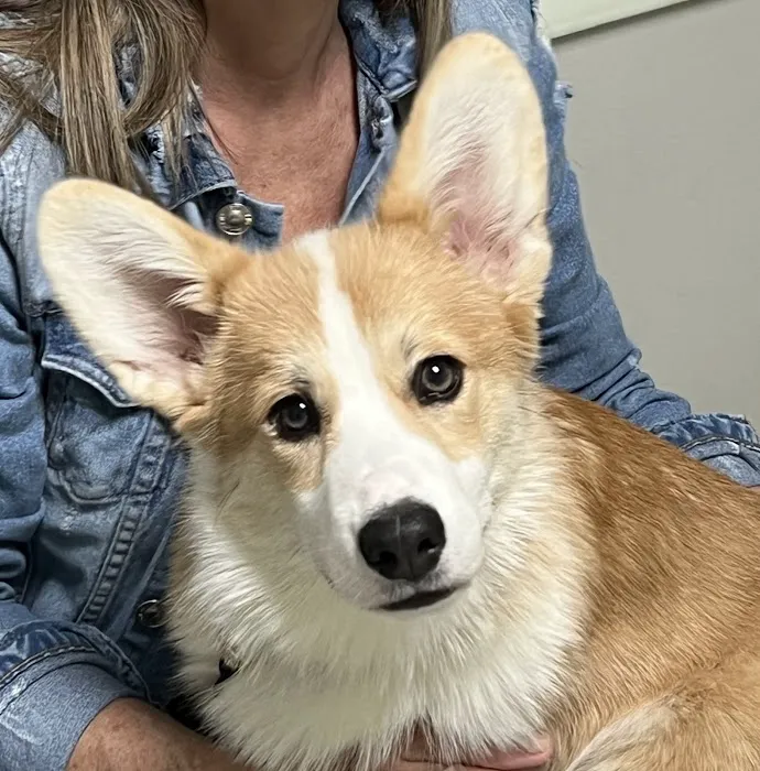 Animal Hospital of Syracuse Picture 3