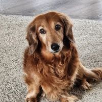 Animal Hospital of Syracuse ico