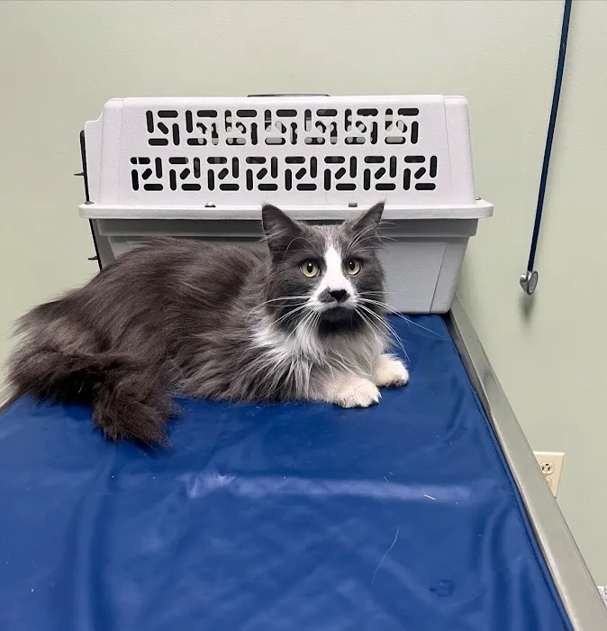 Animal Hospital of Syracuse Picture 7