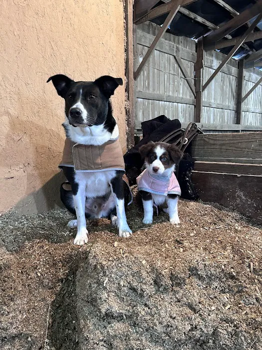 C.C. Veterinary Hospital Picture 3