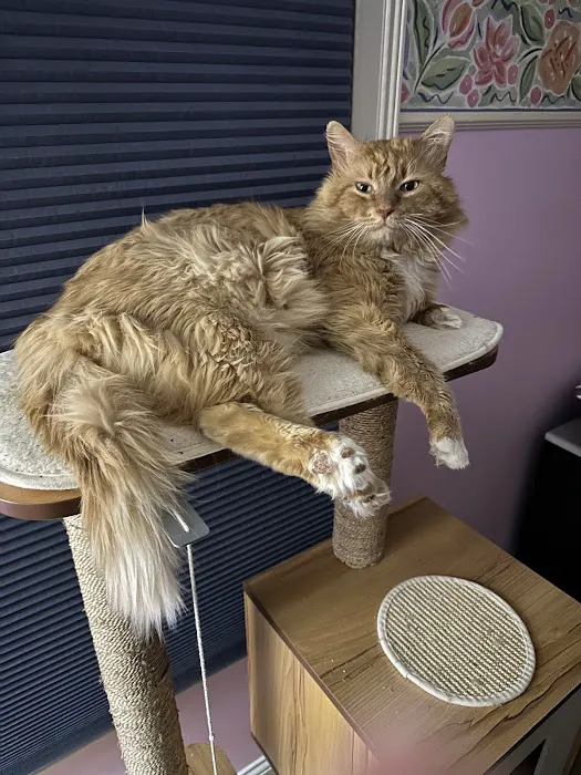 C.C. Veterinary Hospital Picture 4