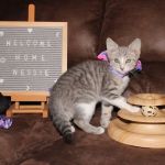 C.C. Veterinary Hospital