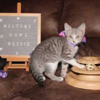 C.C. Veterinary Hospital ico