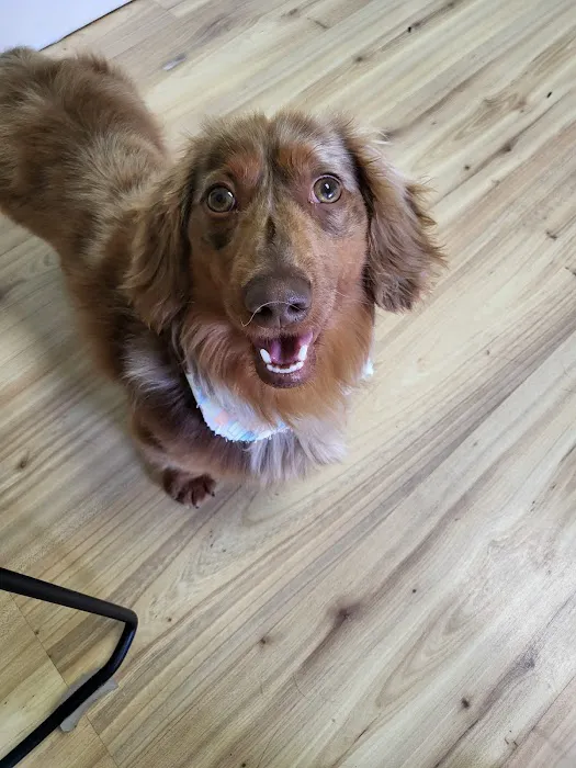 C.C. Veterinary Hospital Picture 7