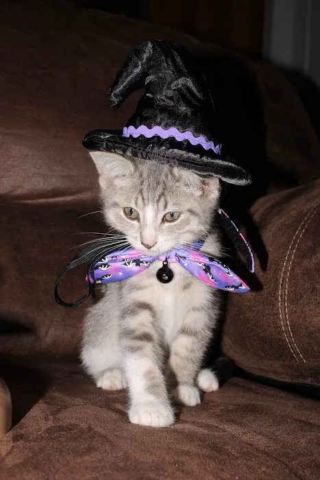 C.C. Veterinary Hospital Picture 9