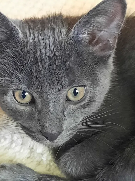 C.C. Veterinary Hospital Picture 8