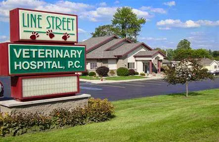 Line Street Veterinary Hospital Picture 2
