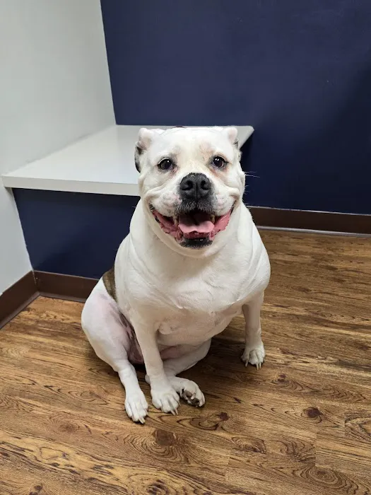Line Street Veterinary Hospital Picture 10