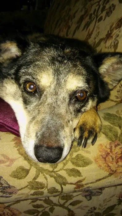 Sturgis Veterinary Hospital Picture 10