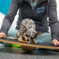 Michiana Animal Rehabilitation Services ico