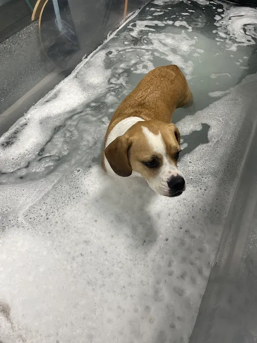 Michiana Animal Rehabilitation Services Picture 10