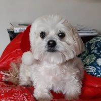 Middlebury Animal Clinic ico