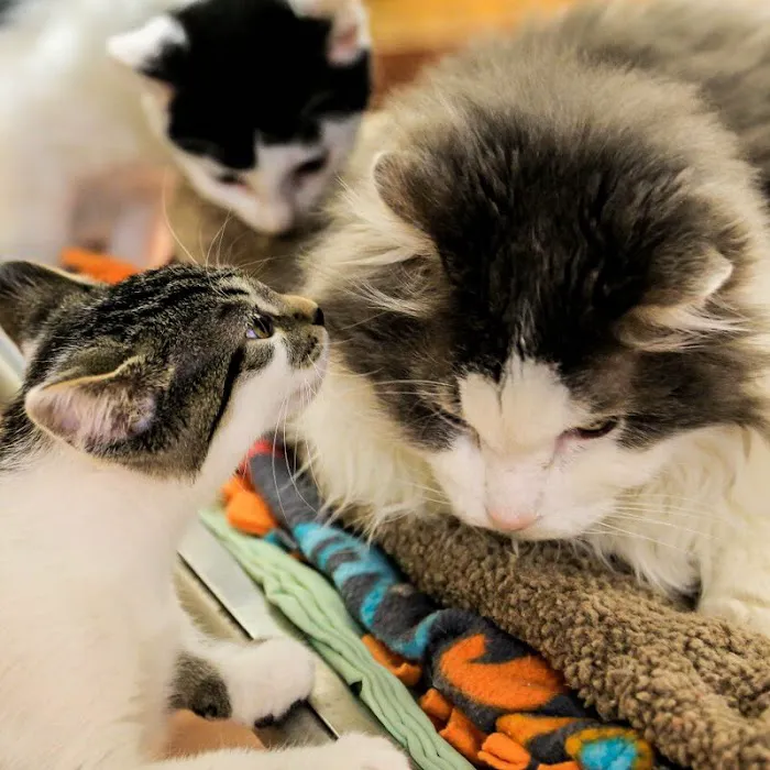 Kibby Park Animal Hospital Picture 2
