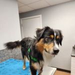 Kibby Park Animal Hospital
