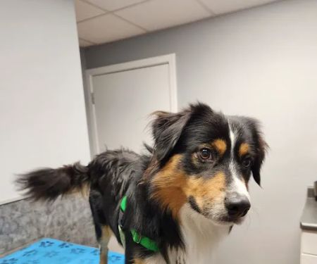 Kibby Park Animal Hospital