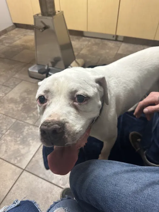 VCA Jackson Animal Hospital Picture 1