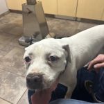 VCA Jackson Animal Hospital