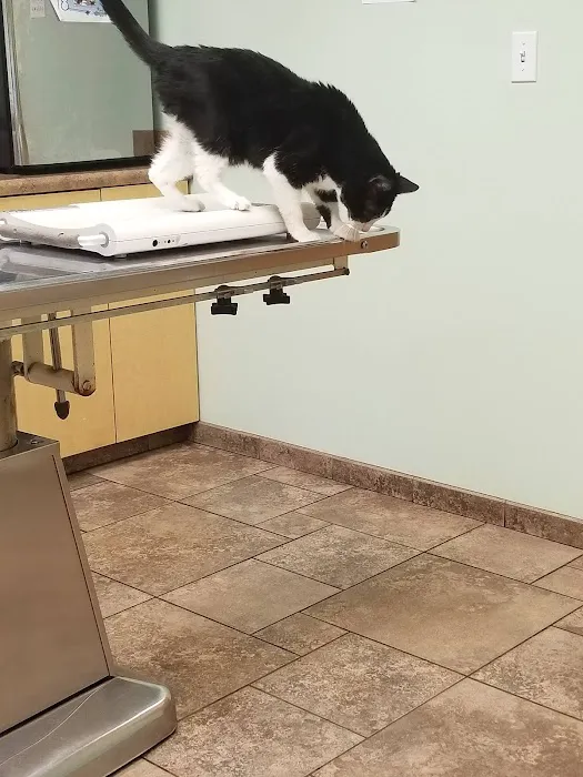 VCA Jackson Animal Hospital Picture 3