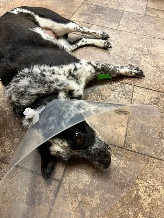 VCA Jackson Animal Hospital Picture 4