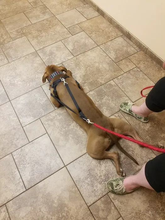 VCA Jackson Animal Hospital Picture 8