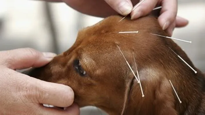 Blackman Animal Clinic Picture 3