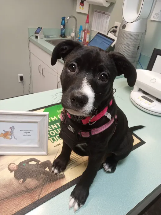 Blackman Animal Clinic Picture 1